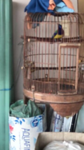 Chim cảnh Móng mỏ đủ. Mua bán Chim tại Quận Gò Vấp Tp Hồ Chí Minh được đăng bởi ace mua goi nha hình 1