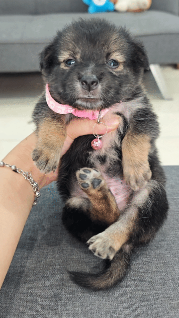 Bé trai Nhật lai chân ngắn ú lùn dễ thương 😍🐾. Mua bán Chó tại Huyện Hóc Môn Tp Hồ Chí Minh được đăng bởi Ánh Dương Pet hình 1