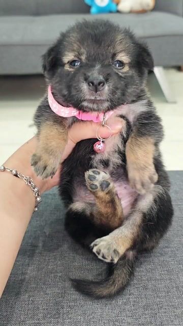 Bé trai Nhật lai chân ngắn ú lùn dễ thương 😍🐾. Mua bán Chó tại Huyện Hóc Môn Tp Hồ Chí Minh được đăng bởi Ánh Dương Pet hình 1