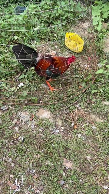 kelso 1kg320. Mua bán Gà tại Huyện Cái Bè Tiền Giang được đăng bởi Lê Nhu hình 1