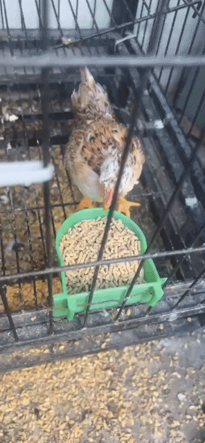 Gà giống nhỏ cái 1.5 lạng. Mua bán Gà tại Thành phố Tân An Long An được đăng bởi dinh phong hình 1