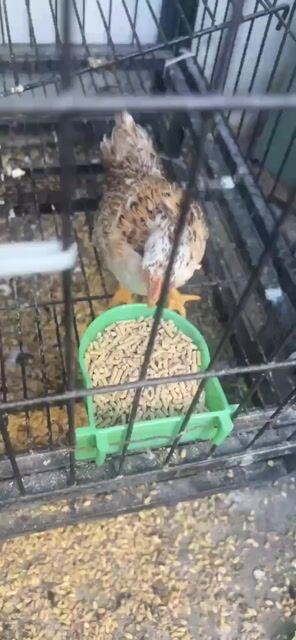 Gà giống nhỏ cái 1.5 lạng. Mua bán Gà tại Thành phố Tân An Long An được đăng bởi dinh phong hình 1