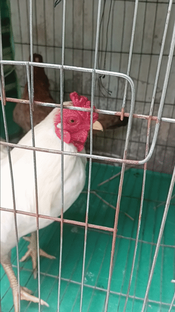 Gà Trống bắc tit  5l8  15 tháng Trắng. Mua bán Gà tại Quận Bình Tân Tp Hồ Chí Minh được đăng bởi gà kiển hình 1