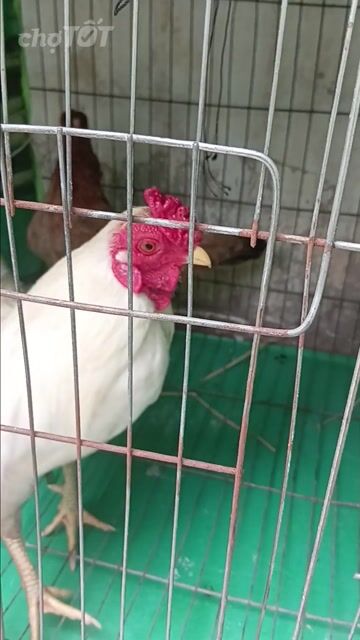 Gà Trống bắc tit  5l8  15 tháng Trắng. Mua bán Gà tại Quận Bình Tân Tp Hồ Chí Minh được đăng bởi gà kiển hình 1