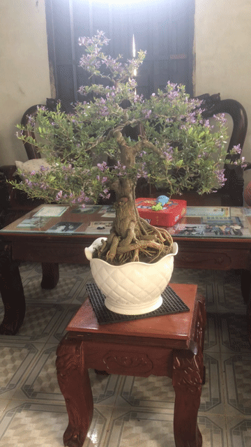 Bonsai Linh sam song hinh relax phong thủy vượng. Mua bán Cây cảnh, đồ trang trí tại Huyện Chợ Lách Bến Tre được đăng bởi Loan Phạm hình 1