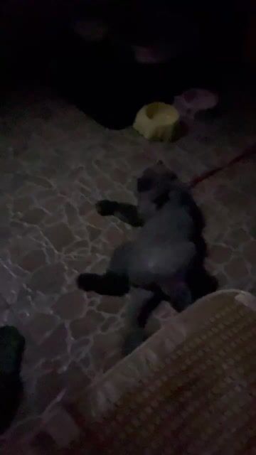 Mèo Anh lông ngắn màu xám đực. Mua bán Mèo tại Quận Sơn Trà Đà Nẵng được đăng bởi Amaterasu hình 1