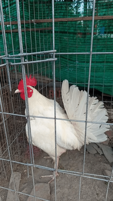 Gà Bướm Mỹ  1.2kg. Mua bán Gà tại Huyện Bến Lức Long An được đăng bởi Phương hình 1