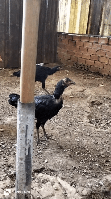 Gà Jap Mỹ 3.5 tháng. Mua bán Gà tại Thị xã Phú Mỹ Bà Rịa - Vũng Tàu được đăng bởi Taikieubaria hình 1