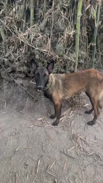 Chó Malinois cái 9 tháng tuổi. Mua bán Chó tại Huyện Đức Hòa Long An được đăng bởi Nguyễn Thanh hình 1