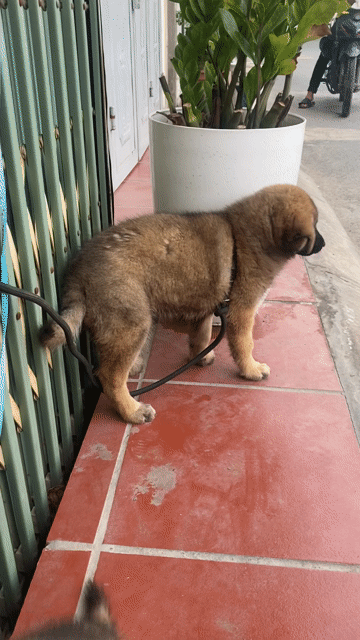 Chó Alaska nâu 2 tháng tuổi. Mua bán Chó tại Quận Hoàng Mai Hà Nội được đăng bởi nguyen son tung hình 1