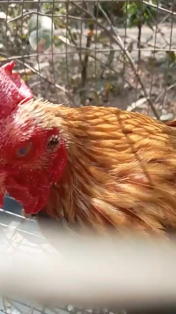 Gà tre trống. Mua bán Gà tại Thành phố Trà Vinh Trà Vinh được đăng bởi Hoang Tu hình 1