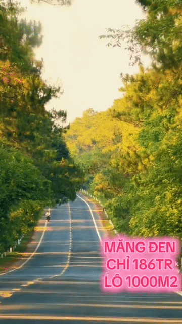 Mua bán Đất Huyện Kon Plông Kon Tum diện tích 1000 m² giá 186 triệu