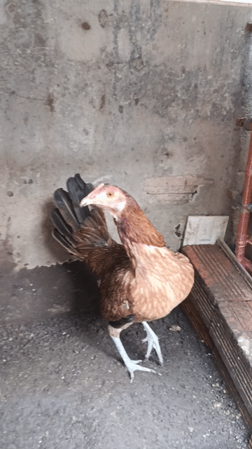 Gà Siu Mỹ mái 950g màu Nâu. Mua bán Gà tại Quận Ninh Kiều Cần Thơ được đăng bởi Hoàng Tuấn hình 1