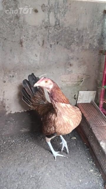 Gà Siu Mỹ mái 950g màu Nâu. Mua bán Gà tại Quận Ninh Kiều Cần Thơ được đăng bởi Hoàng Tuấn hình 1