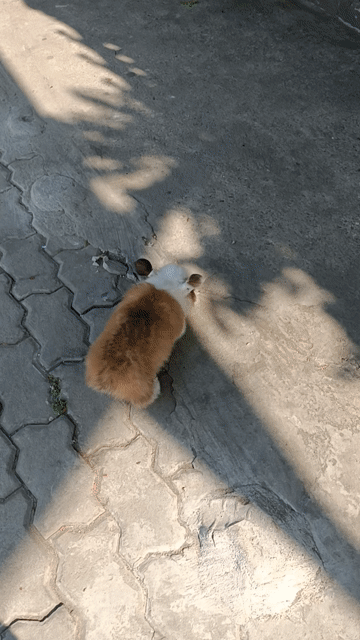 Chó Corgi cute có mắt 2 màu. Mua bán Chó tại Quận Bình Tân Tp Hồ Chí Minh được đăng bởi Ken tran hình 1