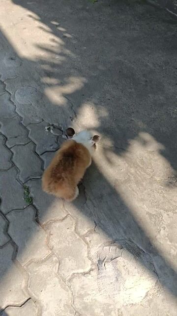 Chó Corgi cute có mắt 2 màu. Mua bán Chó tại Quận Bình Tân Tp Hồ Chí Minh được đăng bởi Ken tran hình 1