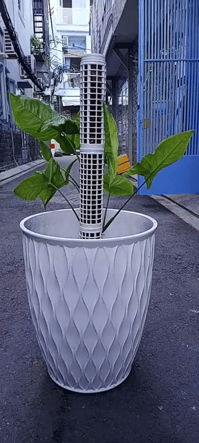 1 Chậu Cây Trầu Bà Trắng (Syngonium Podophyllum).. Mua bán Cây cảnh, đồ trang trí tại Quận Tân Bình Tp Hồ Chí Minh được đăng bởi Bách Hóa Philip hình 1