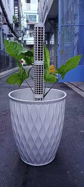 1 Chậu Cây Trầu Bà Trắng (Syngonium Podophyllum).. Mua bán Cây cảnh, đồ trang trí tại Quận Tân Bình Tp Hồ Chí Minh được đăng bởi Bách Hóa Philip hình 1
