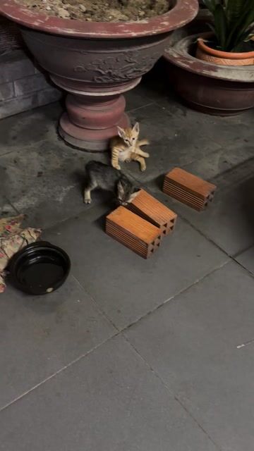 Mèo con đực màu Cam. Mua bán Mèo tại Quận Bình Thạnh Tp Hồ Chí Minh được đăng bởi nguyen thi thanh huong hình 1
