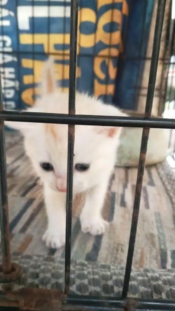 Mèo Anh 2 tháng tuổi. Mua bán Mèo tại Huyện Củ Chi Tp Hồ Chí Minh được đăng bởi HÒA TRẦN 1 hình 1