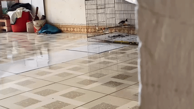 Chim chào mào trống đang thay lông. Mua bán Chim tại Quận Bình Tân Tp Hồ Chí Minh được đăng bởi còi hình 1