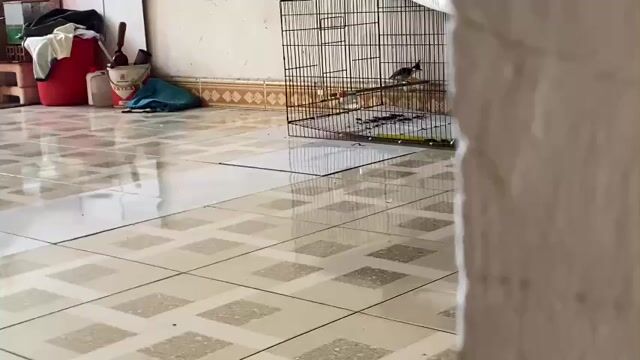 Chim chào mào trống đang thay lông. Mua bán Chim tại Quận Bình Tân Tp Hồ Chí Minh được đăng bởi còi hình 1