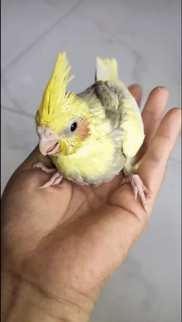Vẹt Cockatiel 25 ngày tuổi. Mua bán Chim tại Quận Tân Phú Tp Hồ Chí Minh được đăng bởi Ngọc Châu hình 1