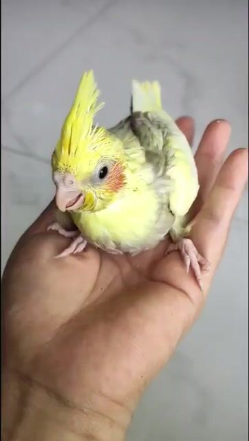 Vẹt Cockatiel 25 ngày tuổi. Mua bán Chim tại Quận Tân Phú Tp Hồ Chí Minh được đăng bởi Ngọc Châu hình 1