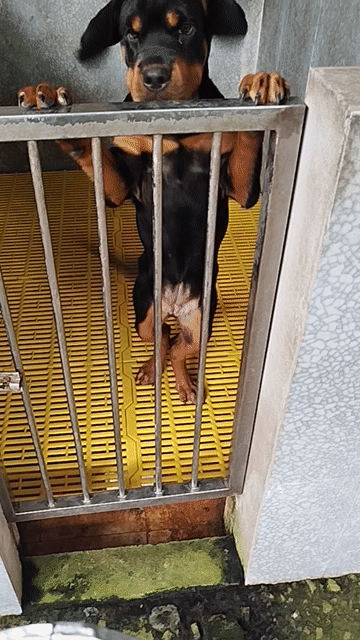 Chó Rottweiler cái 3.5 tháng. Mua bán Chó tại Huyện Bình Chánh Tp Hồ Chí Minh được đăng bởi Anh nông dân da đen hình 1