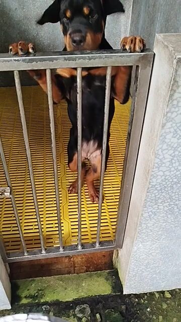 Chó Rottweiler cái 3.5 tháng. Mua bán Chó tại Huyện Bình Chánh Tp Hồ Chí Minh được đăng bởi Anh nông dân da đen hình 1