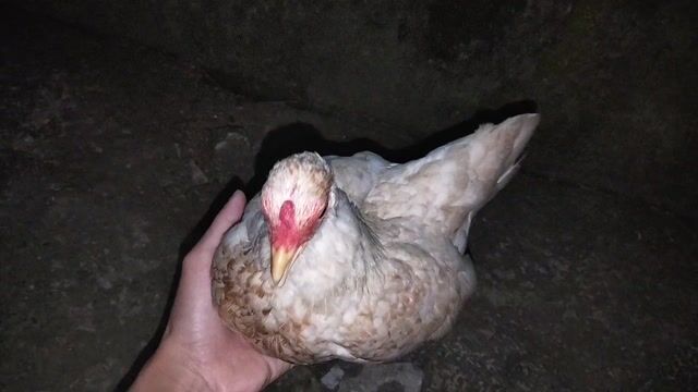 Gà tre Bắc Mái 480gr. Mua bán Gà tại Huyện Châu Thành Tiền Giang được đăng bởi Lê Thuonq hình 1