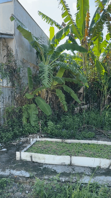 Cho thuê Đất Khu dân cư thương mại Vạn Phát Huyện Châu Thành A Hậu Giang diện tích 100 m² giá 3 triệu/tháng