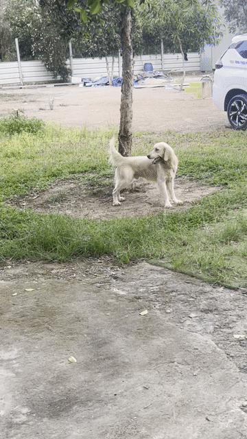 Chó Golden Retriever Vàng kem 15 tháng. Mua bán Chó tại Huyện Bình Chánh Tp Hồ Chí Minh được đăng bởi Quốc Cường hình 1