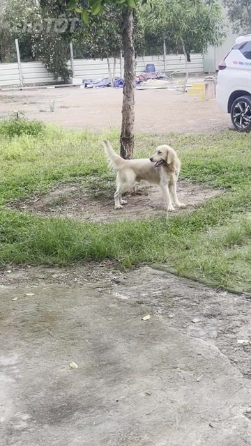 Chó Golden Retriever Vàng kem 15 tháng. Mua bán Chó tại Huyện Bình Chánh Tp Hồ Chí Minh được đăng bởi Quốc Cường hình 1