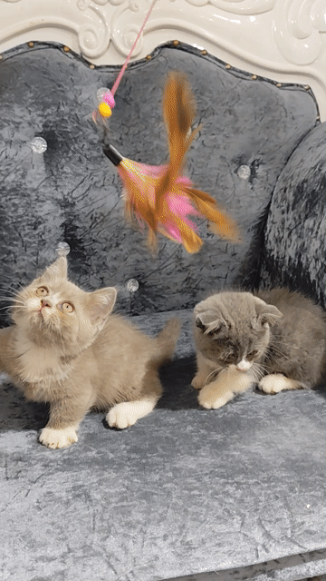 Mèo Munki chân lùn cute. Mua bán Mèo tại Quận Lê Chân Hải Phòng được đăng bởi Hương Nguyễn hình 1