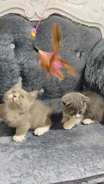 Mèo Munki chân lùn cute. Mua bán Mèo tại Quận Lê Chân Hải Phòng được đăng bởi Hương Nguyễn hình 1
