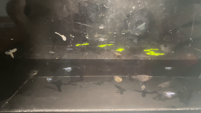 Cá Guppy Silverado xanh. Mua bán Thú cưng khác tại Thành phố Thủ Đức Tp Hồ Chí Minh được đăng bởi Lê Đào Anh Vũ hình 1