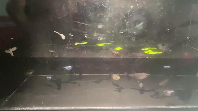 Cá Guppy Silverado xanh. Mua bán Thú cưng khác tại Thành phố Thủ Đức Tp Hồ Chí Minh được đăng bởi Lê Đào Anh Vũ hình 1