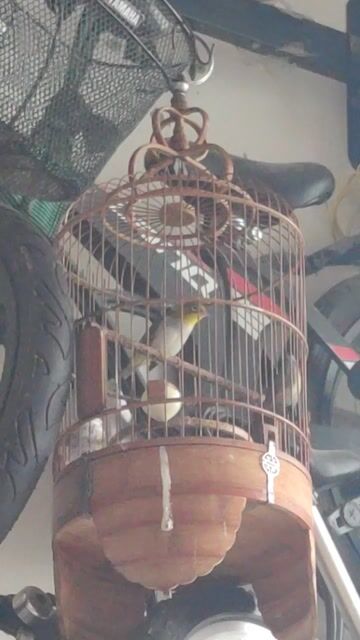 Chim Khoen đùi nâu 2 mùa. Mua bán Chim tại Quận 7 Tp Hồ Chí Minh được đăng bởi tèo hình 1