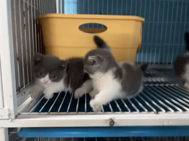Mèo Anh lông ngắn. Mua bán Mèo tại Thành phố Thủ Dầu Một Bình Dương được đăng bởi LiOn hình 1