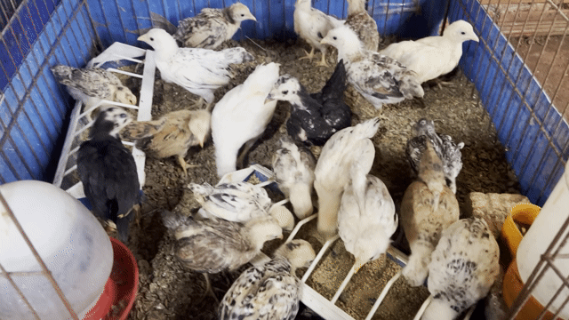 Gà con nhiều màu. Mua bán Gà tại Quận Bình Tân Tp Hồ Chí Minh được đăng bởi hb hình 1
