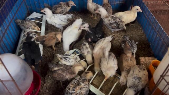 Gà con nhiều màu. Mua bán Gà tại Quận Bình Tân Tp Hồ Chí Minh được đăng bởi hb hình 1