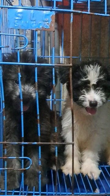 Chó Poodle 3 tháng tuổi Đực nâu đỏ và vàng4. Mua bán Chó tại Quận 12 Tp Hồ Chí Minh được đăng bởi Ha Chu hình 1