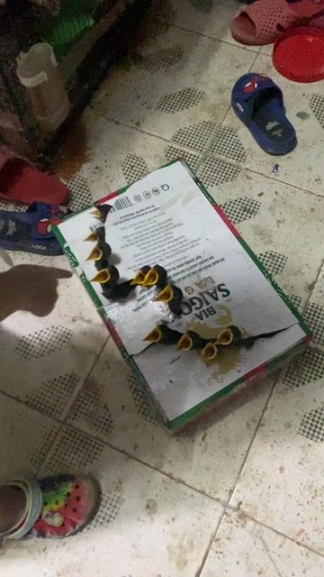 Chim Sáo nâu non. Mua bán Chim tại Quận 12 Tp Hồ Chí Minh được đăng bởi đinh tuân hình 1