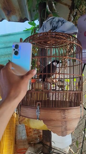 Chim chào mào nuôi từ nhỏ. Mua bán Chim tại Quận 7 Tp Hồ Chí Minh được đăng bởi Anh Kinq hình 1