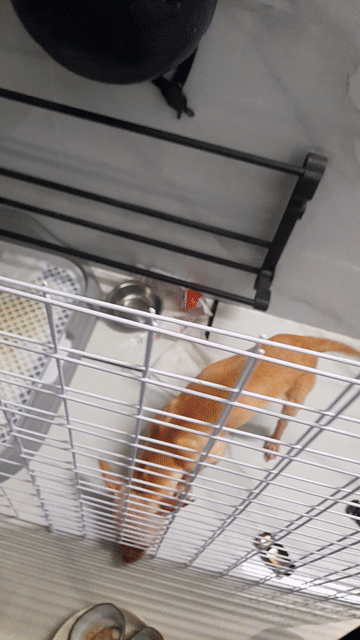 Chó Chihuahua Kem. Mua bán Chó tại Quận 7 Tp Hồ Chí Minh được đăng bởi Công Khanh hình 1