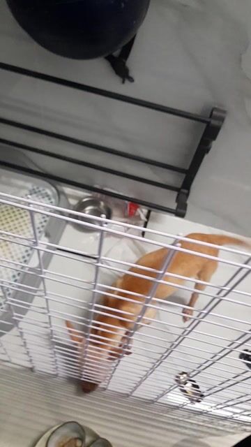 Chó Chihuahua Kem. Mua bán Chó tại Quận 7 Tp Hồ Chí Minh được đăng bởi Công Khanh hình 1