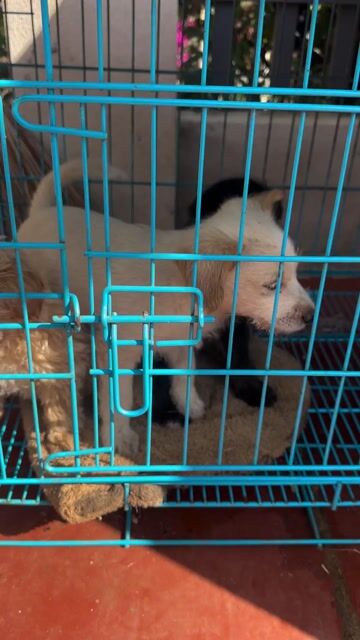 Chó Poodle lai Pug nhiều màu. Mua bán Chó tại Huyện Krông Búk Đắk Lắk được đăng bởi Hentry pham hình 1