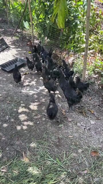 Gà HMông Trưởng thành màu Đen thịt săn chắc. Mua bán Gà tại Thành phố Vĩnh Long Vĩnh Long được đăng bởi Thí Lê hình 1