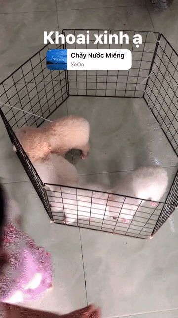 Chó Poodle nhà đẻ. Mua bán Chó tại Quận 8 Tp Hồ Chí Minh được đăng bởi Pé Heo hình 1